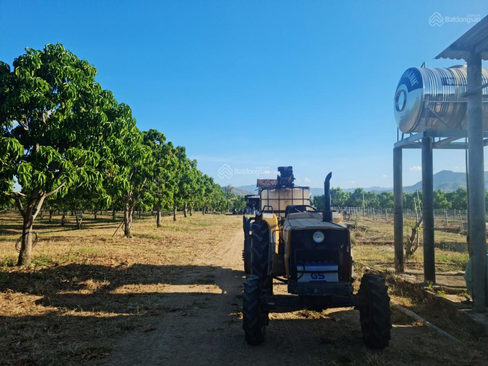 Bán trang trại xoài Úc 14ha 9 năm tuổi tại Ninh Thuận